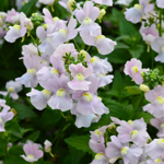 Nemesia Melody Pink